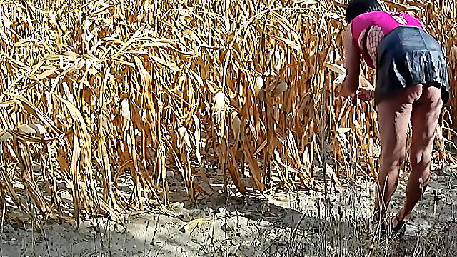 Nothing Better Than an Outing in the Countryside in Corn Field to Do Yourself Good