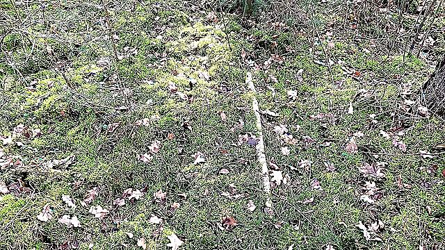 Beating Her Tits in the Woods